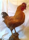 Grand coq empaillé naturalisé / Taxidermie / Art curieux décor