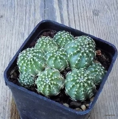 D6333 ECHINOCEREUS SUBINERMIS pot7-H4-W7 cm MaMa Cactus