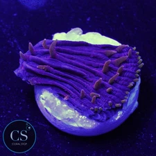 CS Rainbow Diaseris Plate - WYSIWYG LIVE CORAL