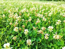 Dutch White Clover Cover Crop Seeds - NON-GMO - Heirloom Lawn Alternative
