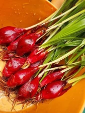 Dayak Onion Sabrang 300+ gr (Eleutherine Palmifolia) for Planting