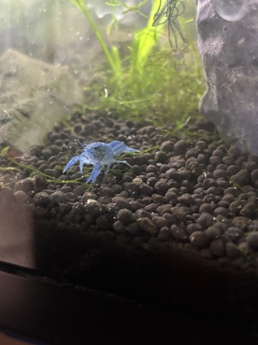 Electric Blue Crayfish 1 Male, 1 Female Pair 2-3 Inches - Picture 4 of 4