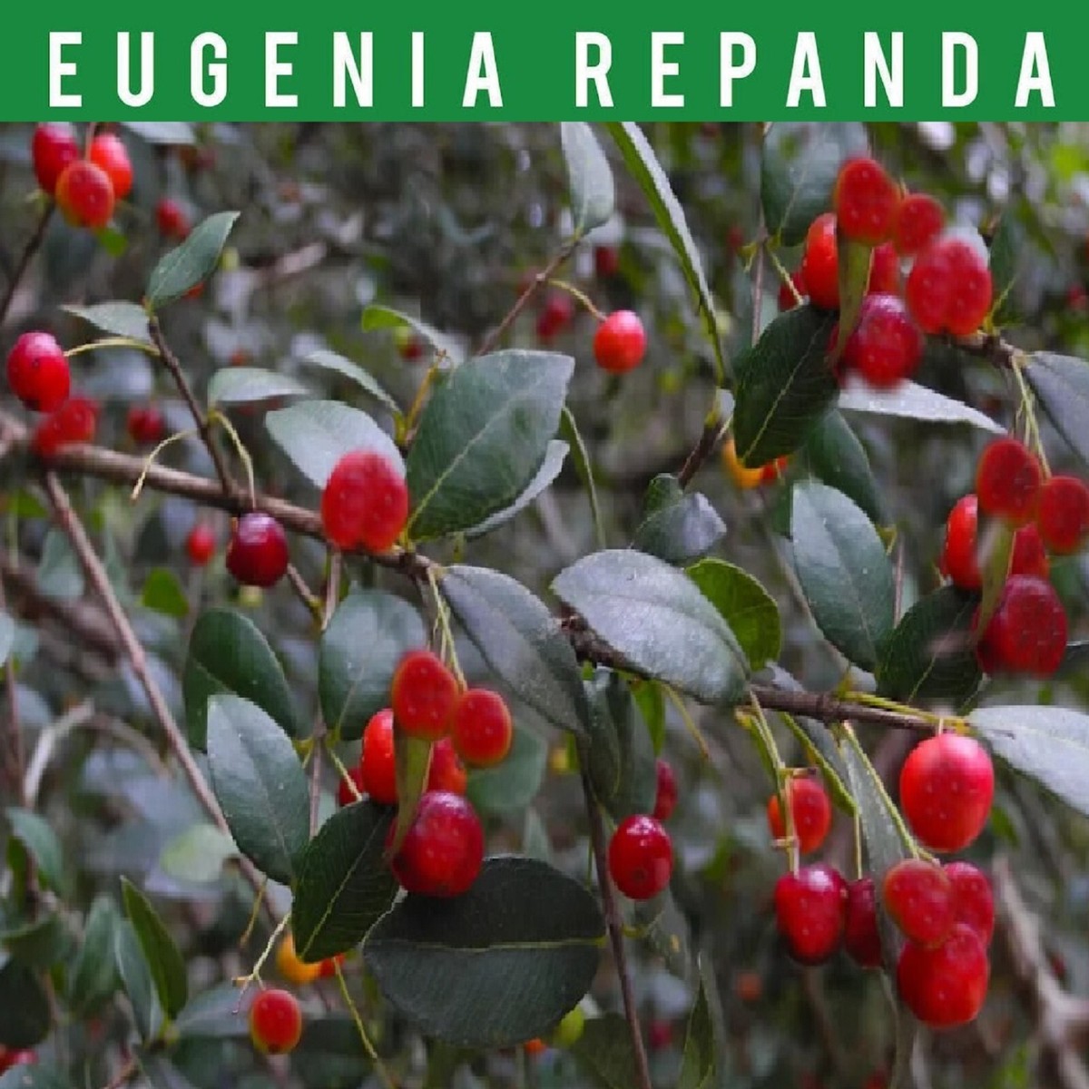 【希少】Eugenia pitanga熱帯果樹 ジャボチカバと同じフトモモ科 Pitanga Jambo~ Eugenia Repanda-sml potd plant | eBay