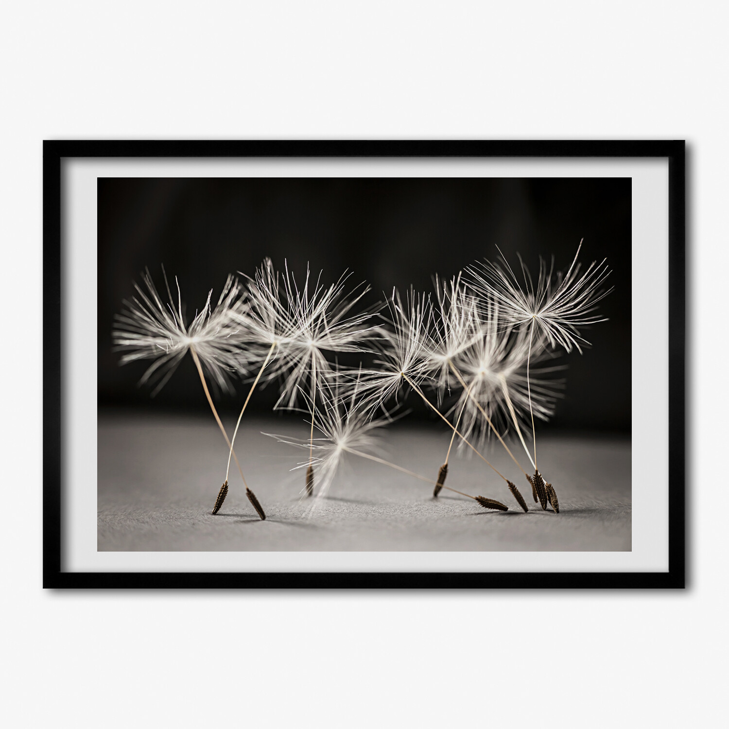 Pinturas de Pared con Marco de Madera MDF Negro 70x50 Semillas de diente de león