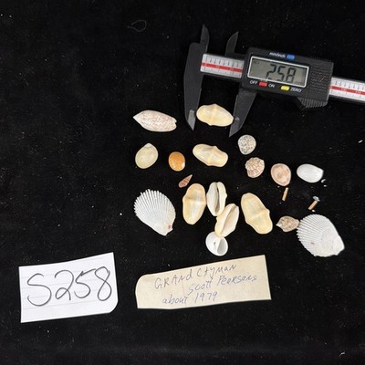 Grand Cayman Shell Collection, Flamingo Tongues, Oliva, Cypraea, Clams (S258)