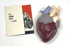 Vintage Merck Sharp Dohme Pharmaceutical Heart Model w/Pamphlet
