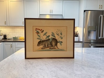 Mark Catesby ''The Bahama Coney, Mus Monax '' Hand Colored Engraving