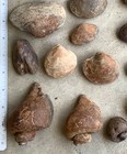 Lot of Steinkerns from Maryland and Virginia, Mostly Clams and Echporas — photo 6