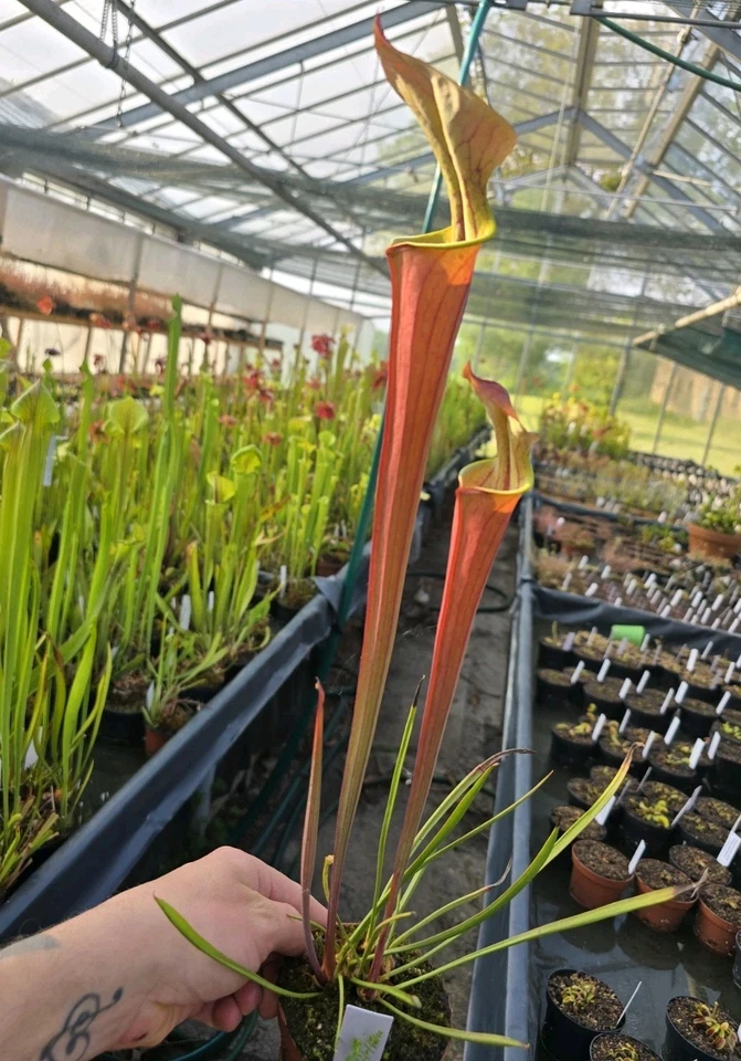 Sarracenia flava var atrop Waccamaw × Self,fleischfressende Pflanzen,winterhart - Bild 1 von 2