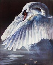 Vivi Crandall Fandango - Swan