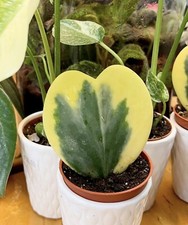 hoya kerrii abigarrado