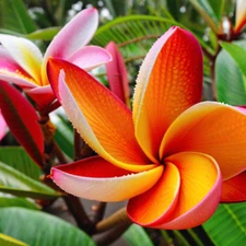 5 Orange Plumeria Seeds Plants Flower Hawaiian Flowers Perennial Seed