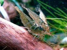 10 1 Amano Shrimps , Algae Eating Shrimp - Live Aquarium Shrimp