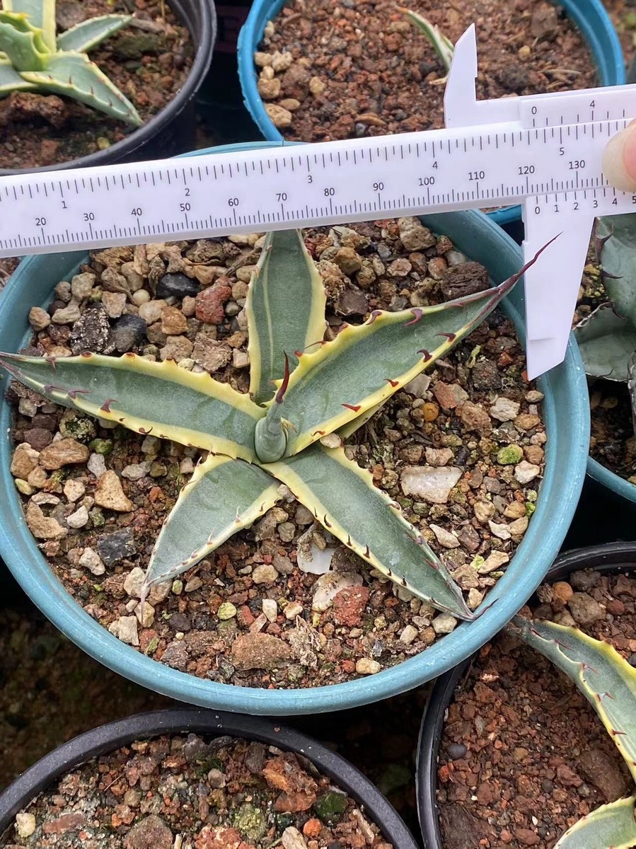 Agave Palmeri 'Kutsugen no Maiougi' variegated agave plant 8-10cm