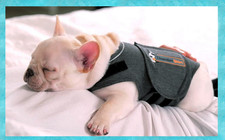 Anxiety Ängste Thundershirt Silvester Hunde Beruhigungsweste XS 33-43 cm 4-6 kg