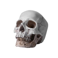720g Resin Replica 1:1 Life Human Anatomy Skull Human Head Decor Teaching