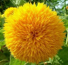 Dwarf Sunflower Seeds for Planting - Grow Teddy Bear Sun Flowers in Your... 