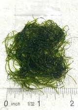 2x2" Java Moss - Aquarium Fish Plant Flame Christmas Xmas Fern Anubias Shrimp