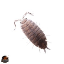 Isopods Porcellionides Pruinosus "Powder Blue"