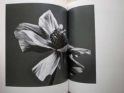 Japanese Book Yasuhiro Ishimoto - HANA (flower) | eBay