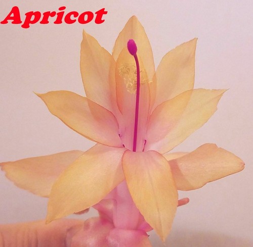 3 Colors Christmas Cactus Thanksgiving Cactus Stem Cuttings, Ready to Root - Picture 3 of 16