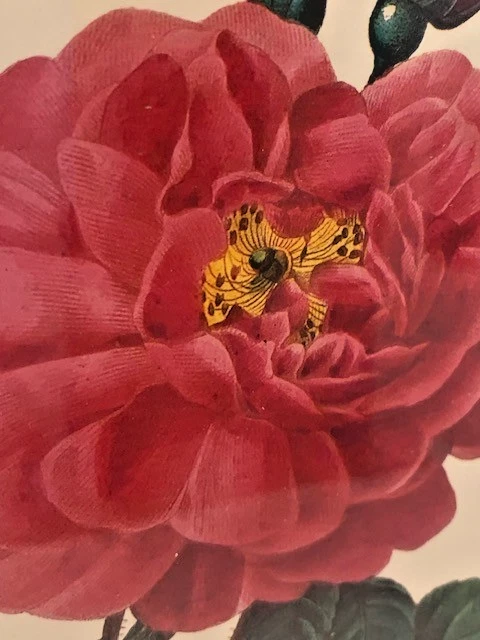 Rose Botanical VTG Framed Print Pair Set Gold Ornate Pink Green Cottage Regency - Image 3 of 4