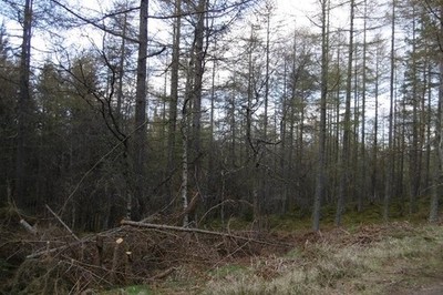 Foto 6x4 Lärchenholz, Schwarzhallwaldbrücke von Canny Goauch Wood, ein großes c2017