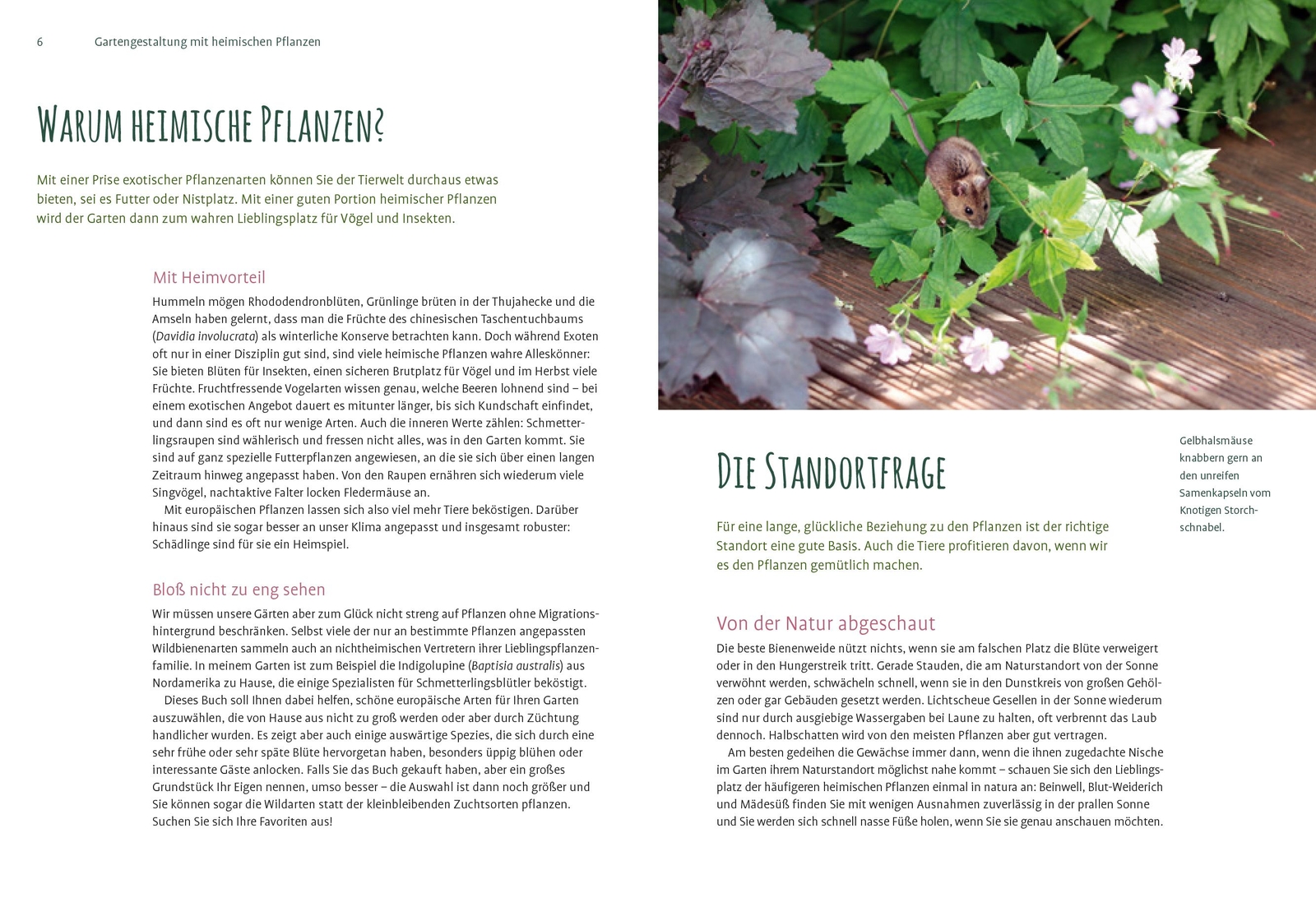 Thumbnail - Heimische Pflanzen Für Den Garten Elke Schwarzer