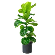 Fiddle-Leaf Fig / Ficus Lyrata Plant + FREE 1 Plant Food