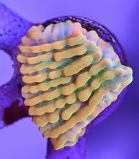 WYSIWYG Beach Bum Montipora
