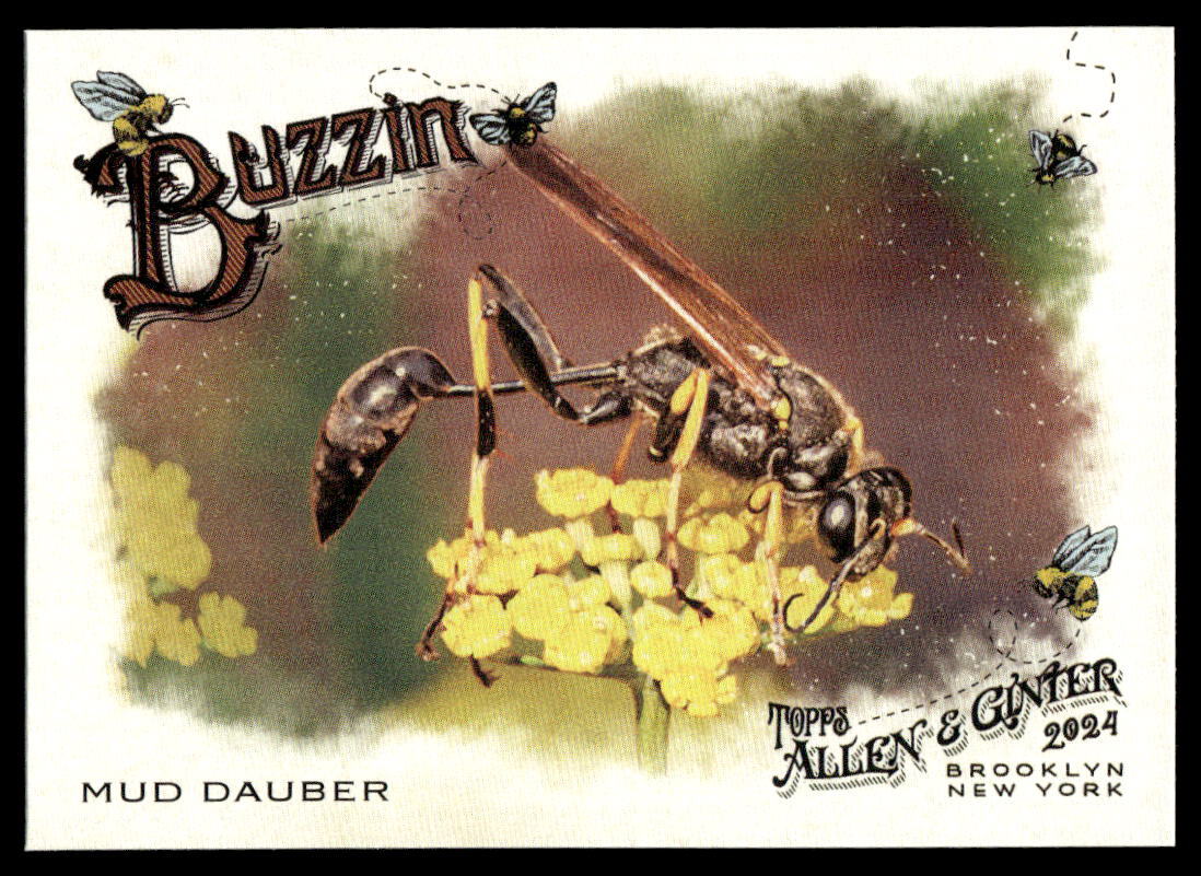 2024 Topps Allen & Ginter #BUZ-1 Buzzin Mud Dauber | eBay
