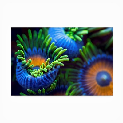 Outdoor Canvas Art - Santiago Pascual Buye 'The Colors Of The Reef Ii' Wall A...