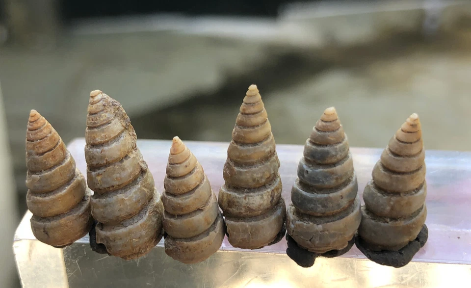 35 Carat Turritella Fossils any of several species of gastropods snails - Image 3 of 4