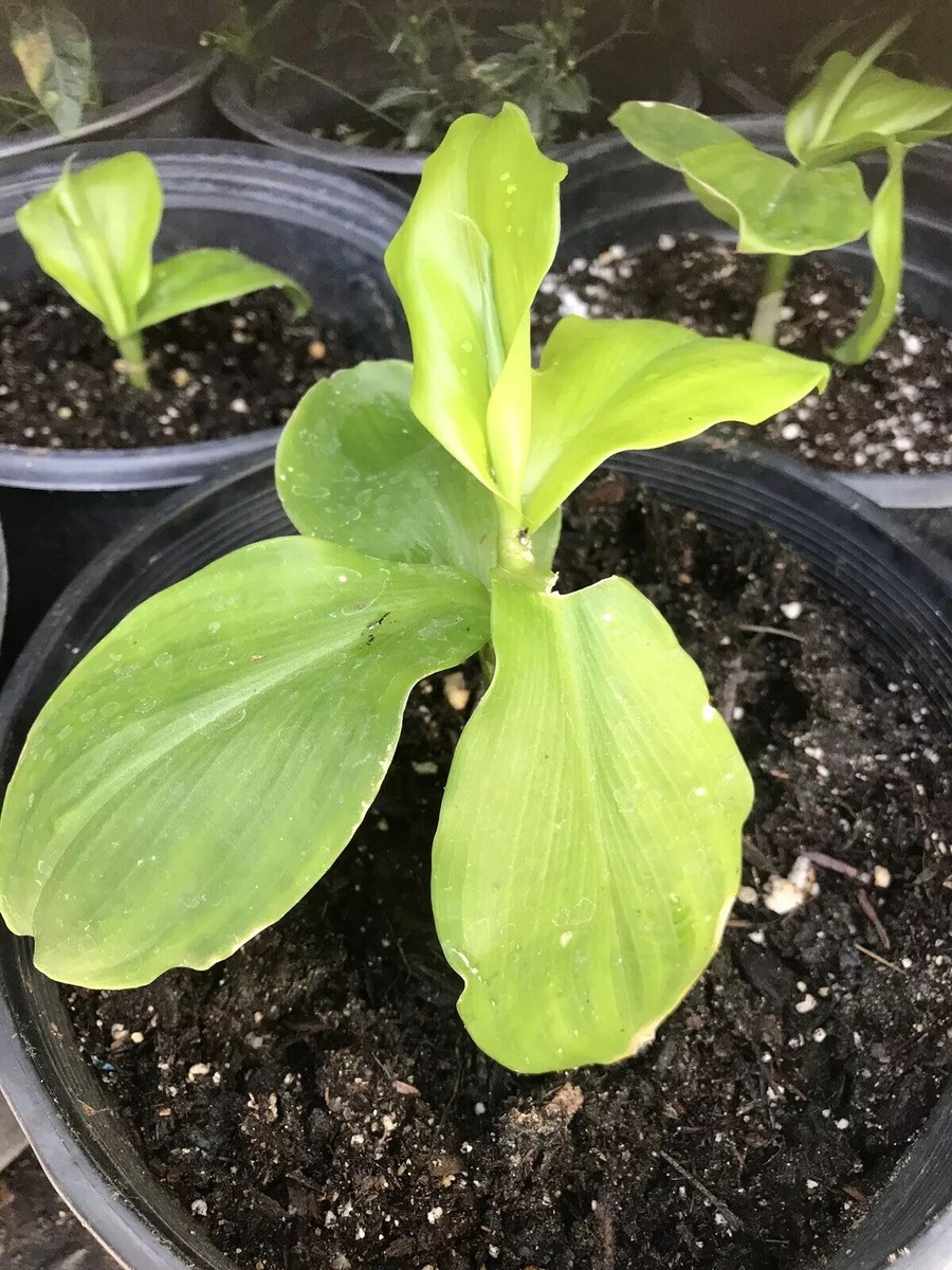 INSULIN PLANT /Fiery Costus / Spiral Flag (1 Rhizome) BLOOD SUGAR SUPPORT.  | eBay