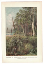 1898 Antique Chromolithograph Eucalyptus Forest Australia Plants Botanical