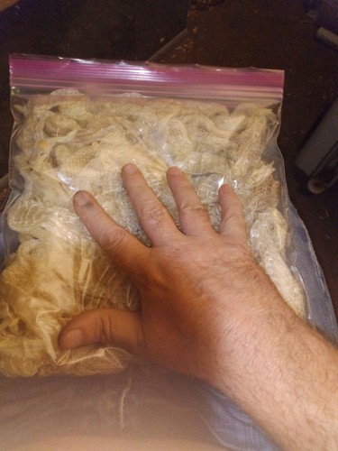 Real Snake Sheds Molts FREE SHIPPING 