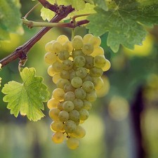 Sauvignon Blanc Grape Plant, Potted