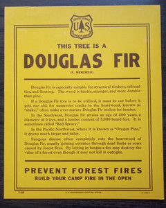 Vintage National Forest Service Paper Sign. "Douglas Fir" Tree Identification