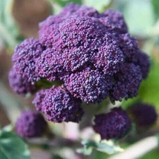 400+ Early Purple Sprouting Broccoli Seeds | NON-GMO HEIRLOOM FREE SHIPPING