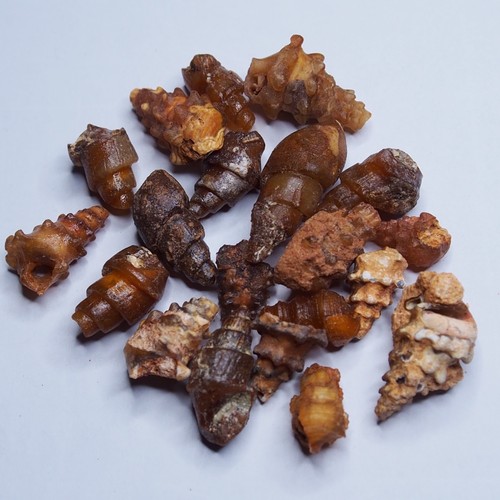 20 pc Gastropod Transparent Fossil Chalcedony mineral Agate Jurassic 2417