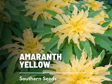 Yellow Amaranth Seeds, Heirloom Edible Greens, Nutrient Rich, USA Grown