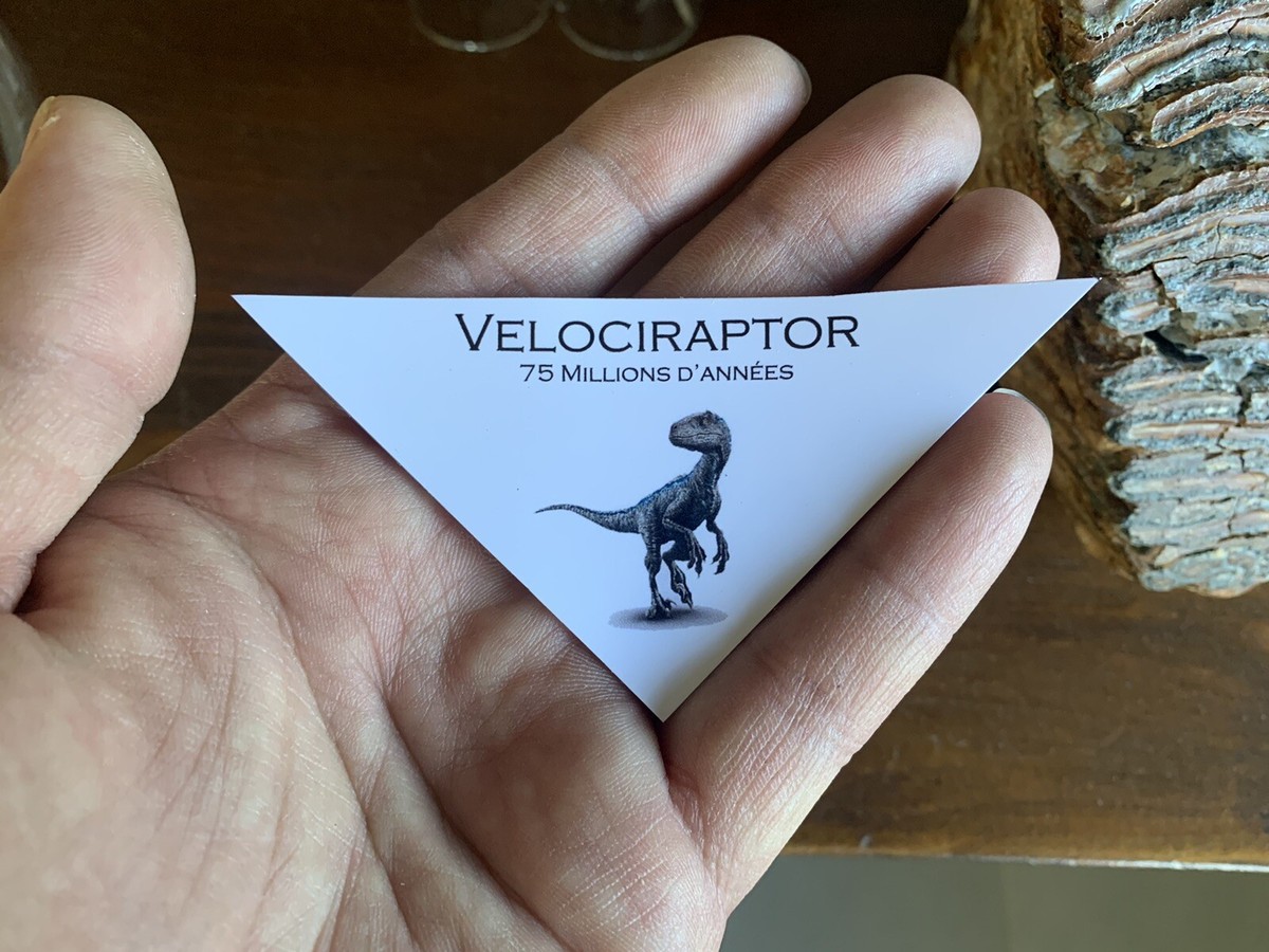 Modello Artiglio Velociraptor Fossile | Riproduzione Dinosauro Decorazione