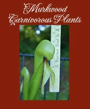 🔥 NEW!! Cobra Lily Darlingtonia Big Head Long Tongue Carnivorous Plant 25 SEEDS