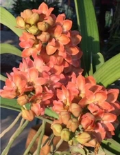 Rhynchostylis gigantea ‘Orange’ Foxtail Orchid - Hard-to-find Color - Fragrant