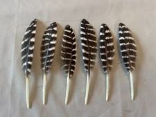 12 - Wild Turkey Primary Wing Coverts