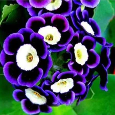 20 purple petunia bullseye flower seeds for spring summer fall fast growing