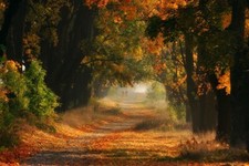 Landscape fall grass trees road path shrubs leaves green Custom Gaming Mat Desk