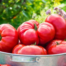 Mortgage Lifter Tomato, 30 Seeds, HUGE Beefsteak Tomato, NON-GMO, FREE SHIPPING