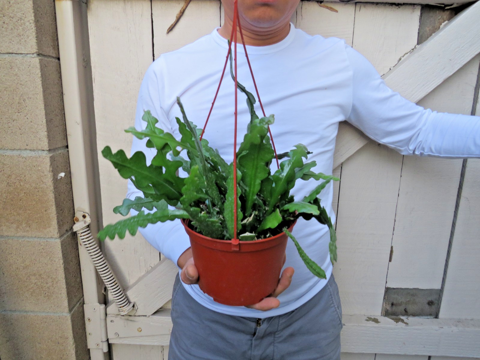 Cryptocereus anguliger Ric Rac Fishbone Cactus Succulent