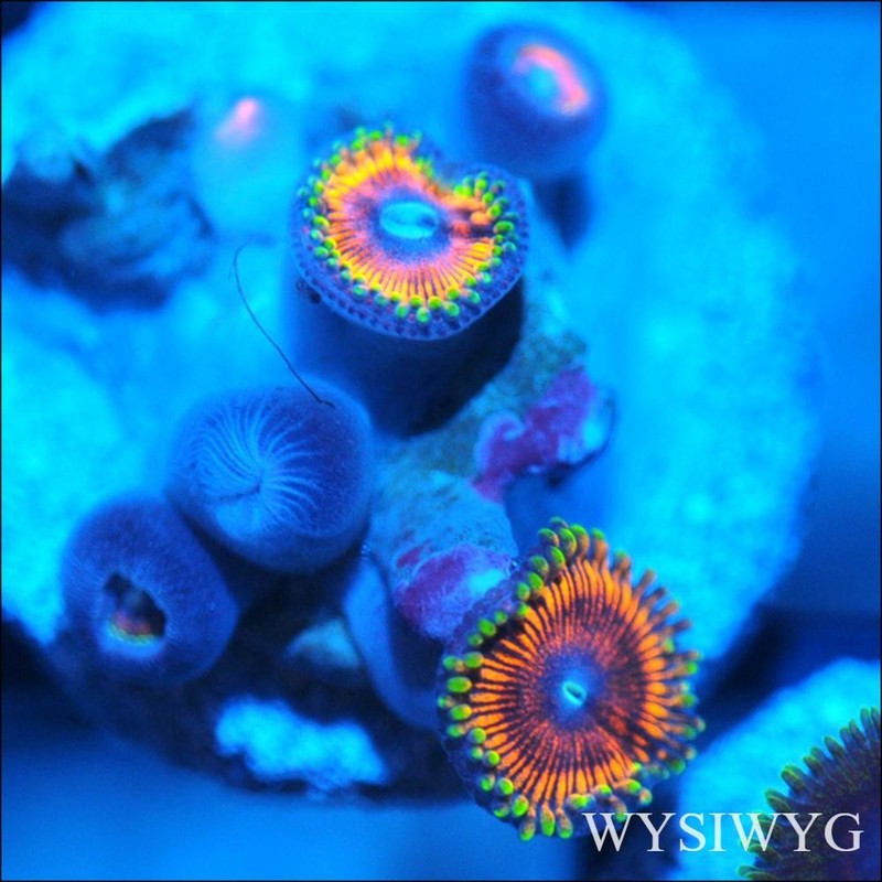 Corals of Eden ~ WYSIWYG Live Coral Frag ~ Ultra  Zoa - Soft Coral